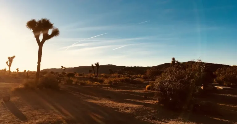 Joshua Tree Half Marathon